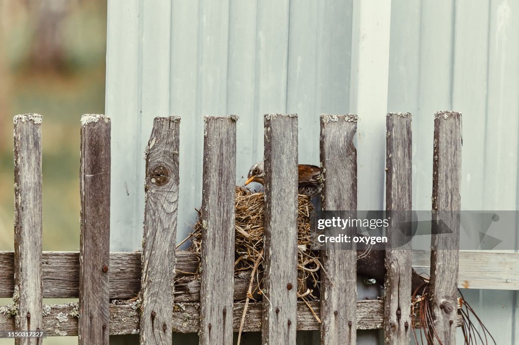 European Robin sitting on the nest