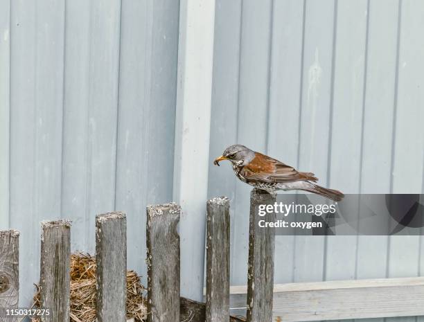 european robin with worms - wood thrush nest stock pictures, royalty-free photos & images