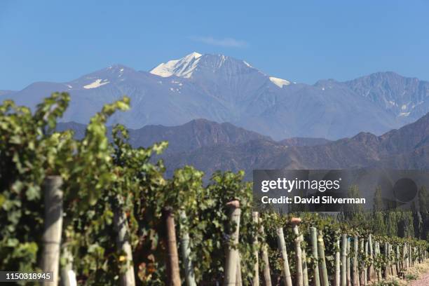 The Tupungato volcano, one of the highest mountains of the Andes, is seen behind the vineyards during the harvest season at the Cheval des Andes...