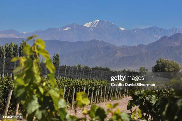 The Tupungato volcano, one of the highest mountains of the Andes, is seen behind the vineyards during the harvest season at the Cheval des Andes...