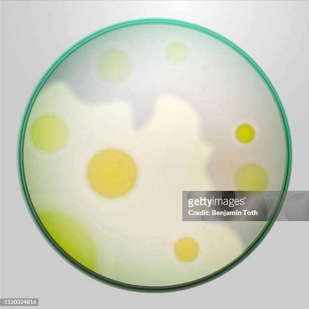 petri dish with agar and mold,fungi - bacteria cultures stock illustrations