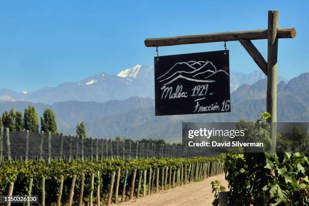 The Tupungato volcano, one of the highest mountains of the Andes, is seen behind Malbec vineyards planted in 1929, during the harvest season at the...