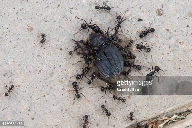 group of ants try to transport a dead bug - dung beetle stock-fotos und bilder