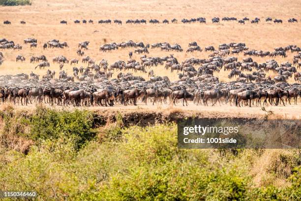 wildebeests at great migration at savannah in the bushes - great migration stock pictures, royalty-free photos & images