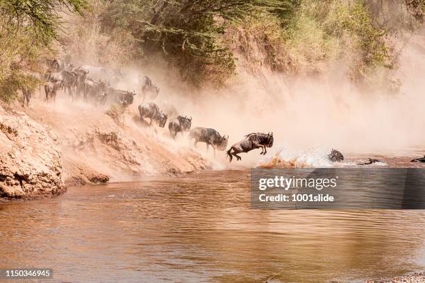 wildebeests bei großer migration-springen im wasser - tierwanderung stock-fotos und bilder