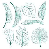 Set of tropical plants leaves.