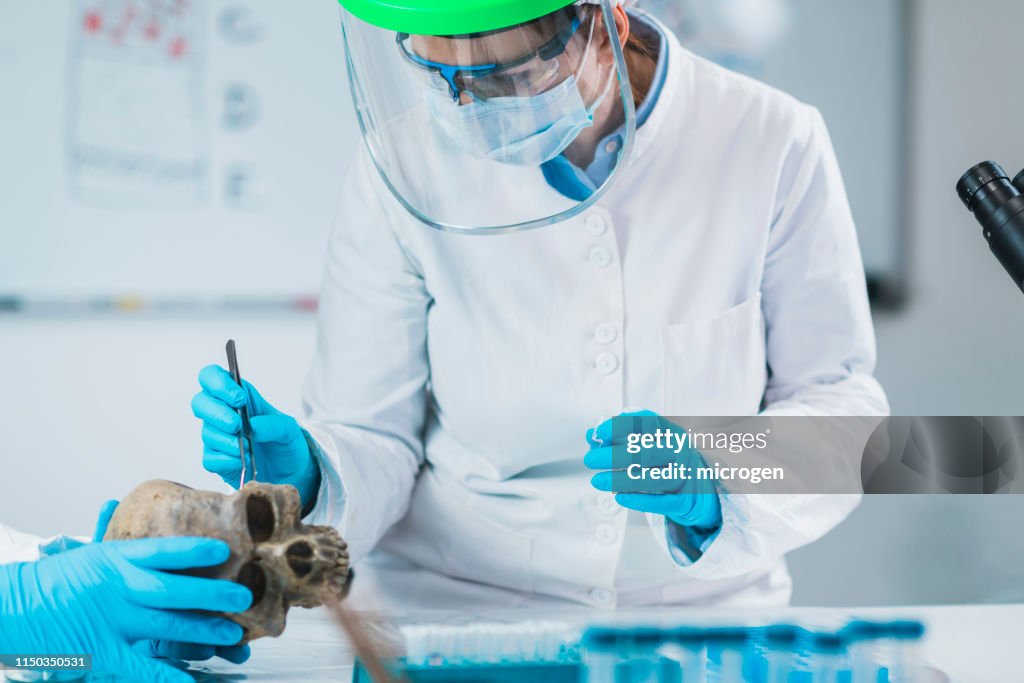 Bioarcheology. Archaeologist Analyzing Ancient Human Skull in Laboratory