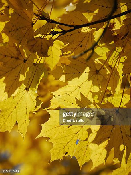 autumn leaves - acer platanoides stock-fotos und bilder