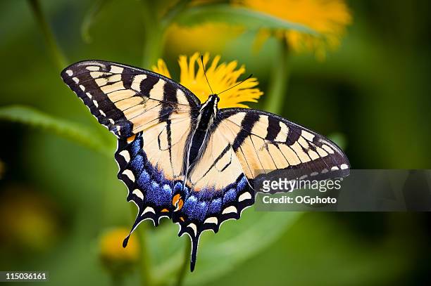 a close-up of a tiger swallowtail butterfly on a flower - vlinders stockfoto's en -beelden
