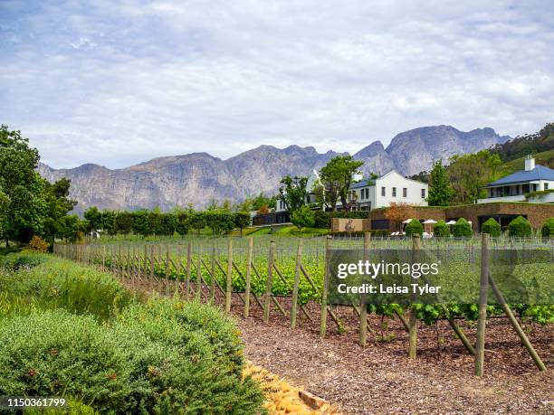 Grape vines at Leeu Estate, a winery and luxury hotel in Franschhoek, Western Cape, South Africa.