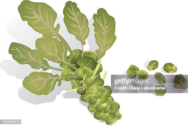 brussels sprout - brussel sprouts stock illustrations