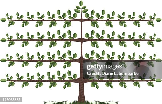Espalier Tree Espalier Tree