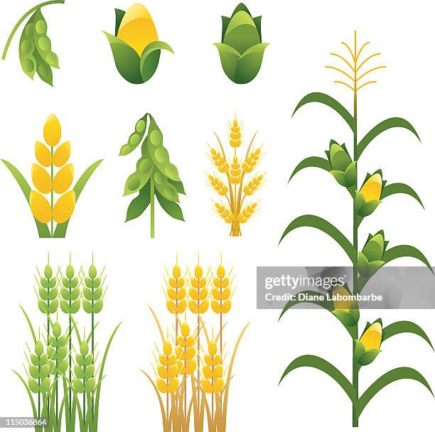 ilustraciones, imágenes clip art, dibujos animados e iconos de stock de agricultura y granja iconos de los cultivos de plantas conjunto de nueve - haba de soja