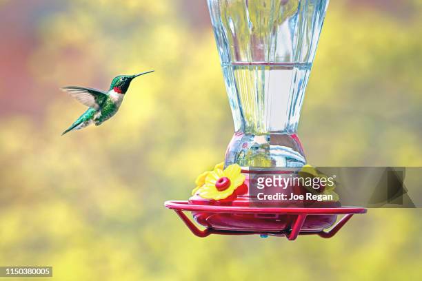 hummingbird hovering - ruby throated hummingbird stock pictures, royalty-free photos & images