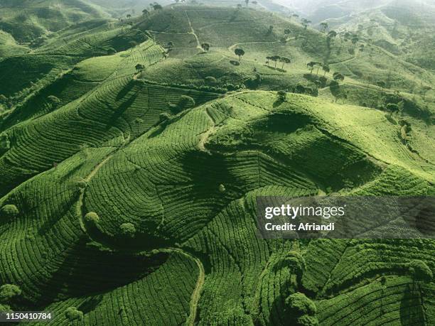 the tea plantations at pangalengan, indonesia - ジャワ ストックフォトと画像