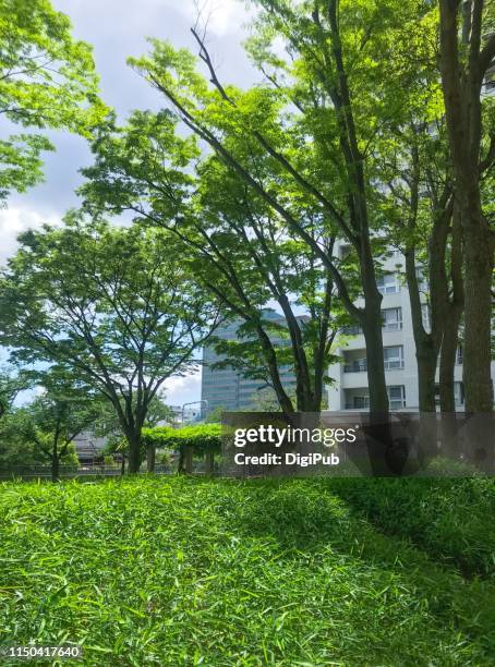 green plants among buildings in yokohama - japanese zelkova stock pictures, royalty-free photos & images