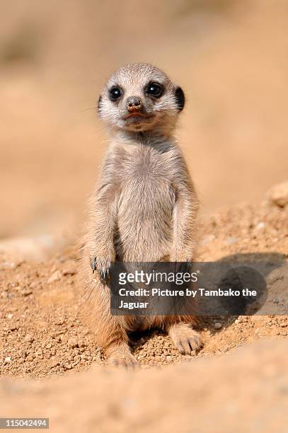sweet standing baby meerkat. - suricate photos et images de collection