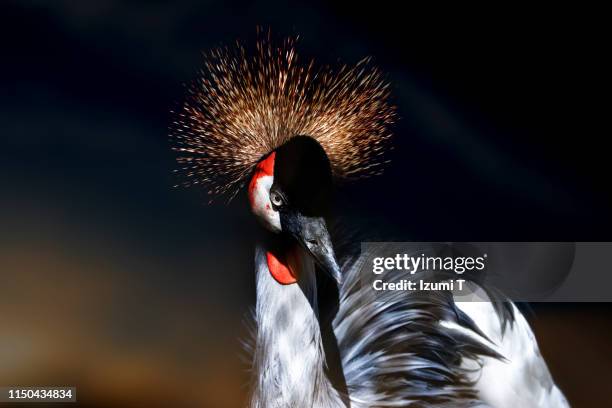 grey crowned crane - gru coronata grigia foto e immagini stock