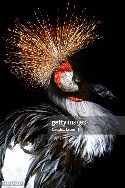 grey crowned crane - grey crowned crane stockfoto's en -beelden