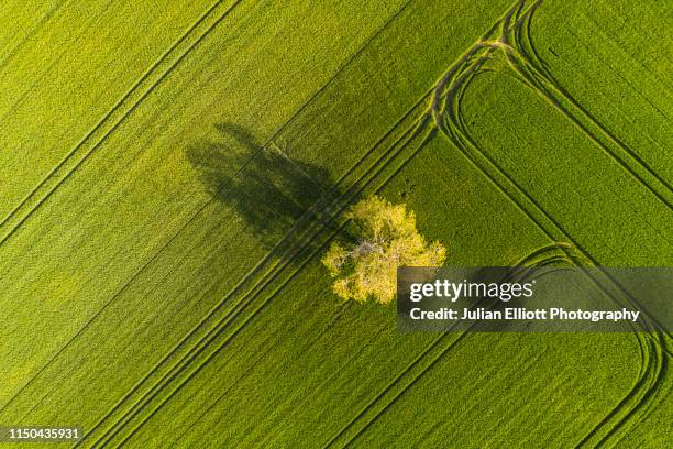 aerial of a lone tree in a field, france. - loire valley spring stock pictures, royalty-free photos & images