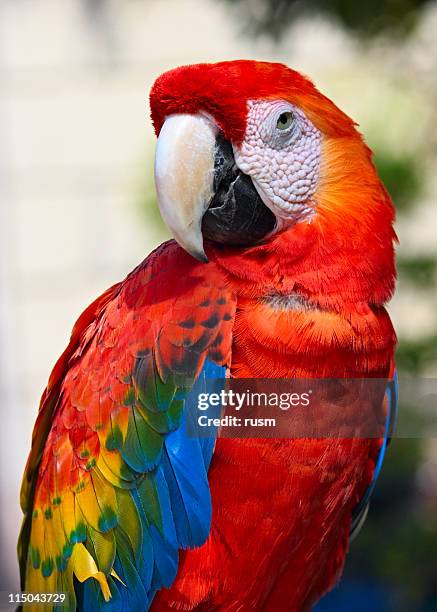 papagaio retrato - arara de asa verde imagens e fotografias de stock