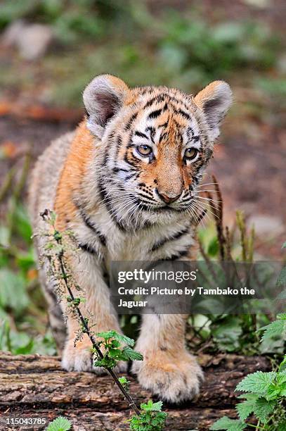 posing tiger cub - tiger cub - fotografias e filmes do acervo