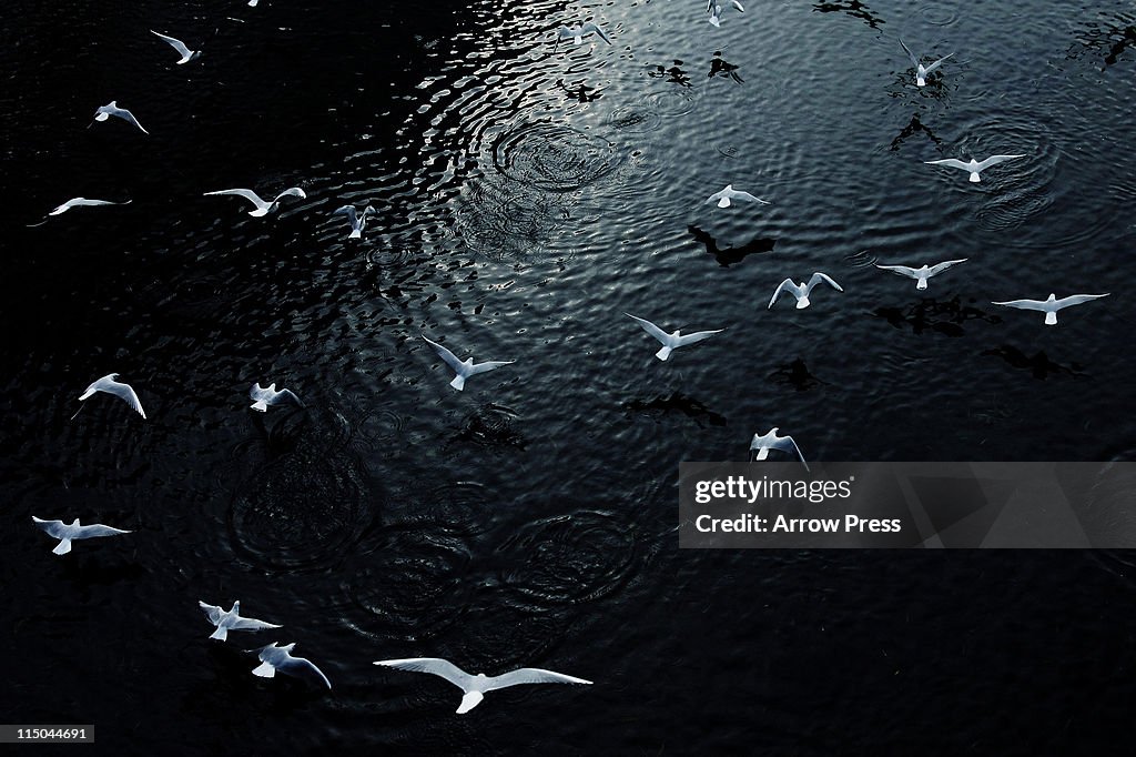 Flying Seagull on river