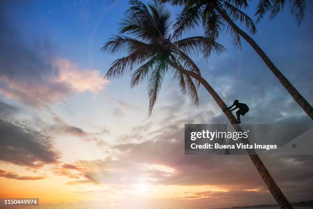 young man climbing palm tree. - coconut palm tree stock pictures, royalty-free photos & images