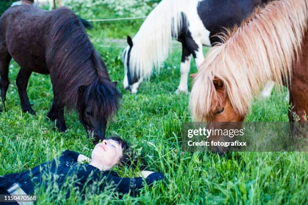 alternative lifestyle at organic farm: female farmer relaxes between shetland ponies on pasture - horse grazing stock pictures, royalty-free photos & images