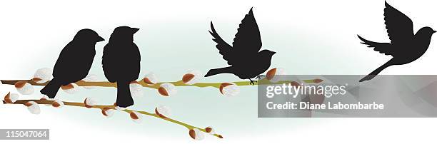 spring pussy willow branch with perching and flying sparrows - bird flying stock illustrations