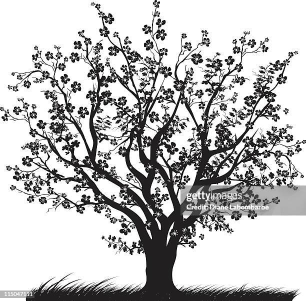 ilustraciones, imágenes clip art, dibujos animados e iconos de stock de cerezo con cerezos en flor en plena floración silueta negra - cherry tree