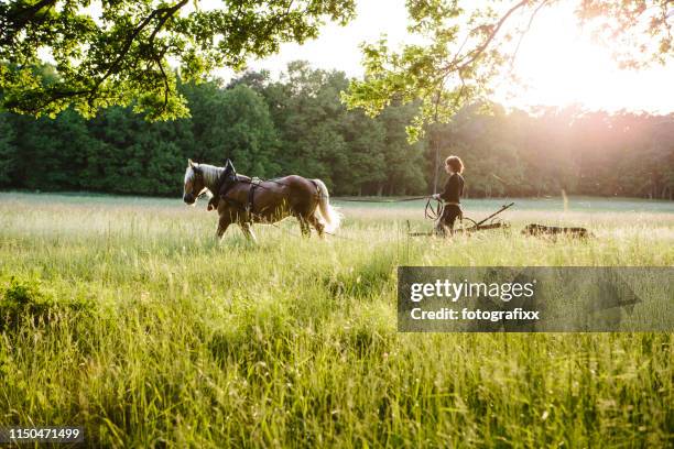nachhaltiges lifestyle auf der bio-farm: zillage mit gezäunten pferden, haflinger - zugpferd stock-fotos und bilder