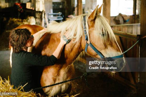 alternative lifestyle auf der bio-farm: bäuerinnen züchten das entwurfspferd - zugpferd stock-fotos und bilder