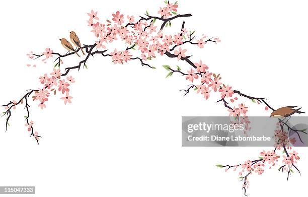 three little birds perching and cherry blossoms branches - cherry blossom branch stock illustrations