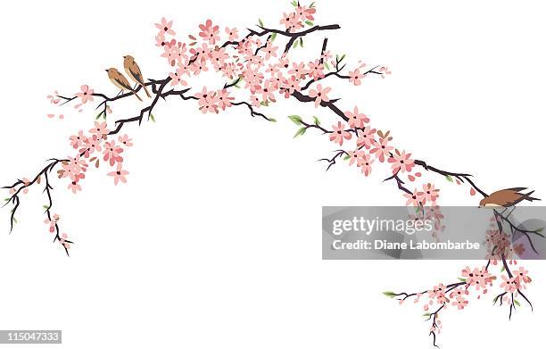three little birds perching and cherry blossoms branches - branch plant part stock illustrations