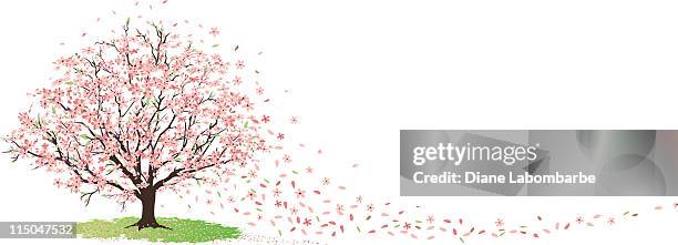 kirsche baum in voller blüte mit blüten blowing in wind - blossom tree stock-grafiken, -clipart, -cartoons und -symbole