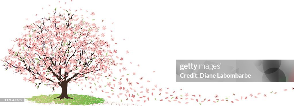 Cherry Tree in Full Bloom with Blossoms Blowing in Wind