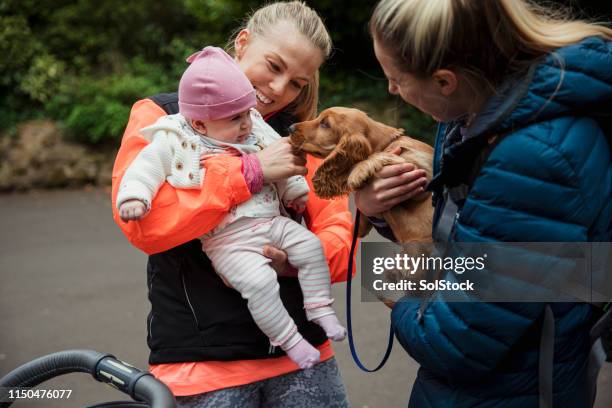 baby meets puppy - dog greeting stock pictures, royalty-free photos & images