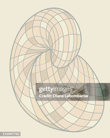 Nautilus Shell Nautilus Shell