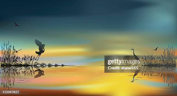 illustrations, cliparts, dessins animés et icônes de herons au coucher du soleil - zone humide