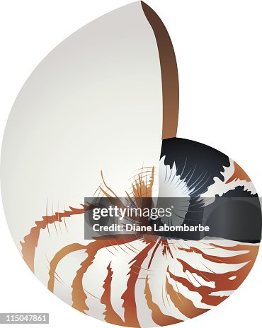 Nautilus Shell Nautilus Shell