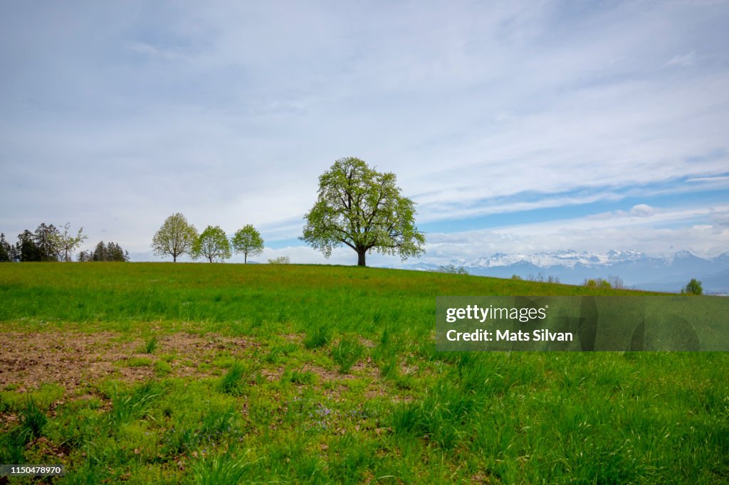 Meadow with Trees and Snow-capped Mountain and Blue Sky in a Sunny Day