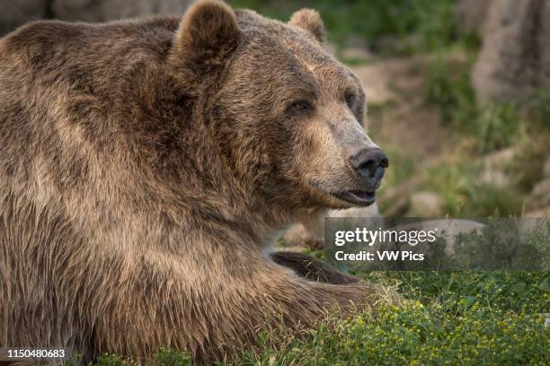 Brutus the grizzly bear at Montana Grizzly Encounter near Bozeman, Montana.