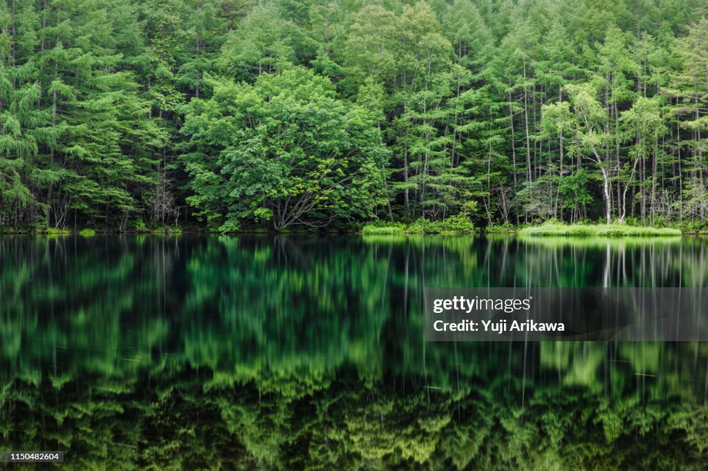Green forest reflected in the pond