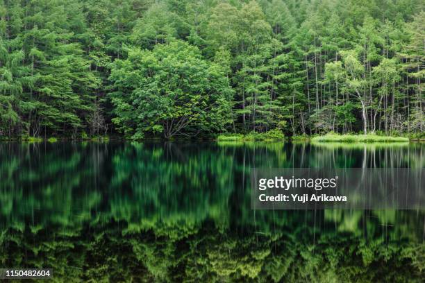 green forest reflected in the pond - lush imagens e fotografias de stock