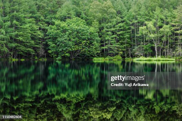 green forest reflected in the pond - idyllic lake bildbanksfoton och bilder