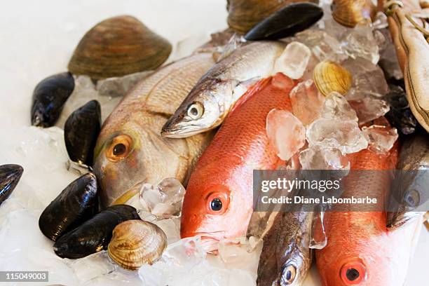 catch of the day fresh fish and seafoods on ice - fresh fish stockfoto's en -beelden