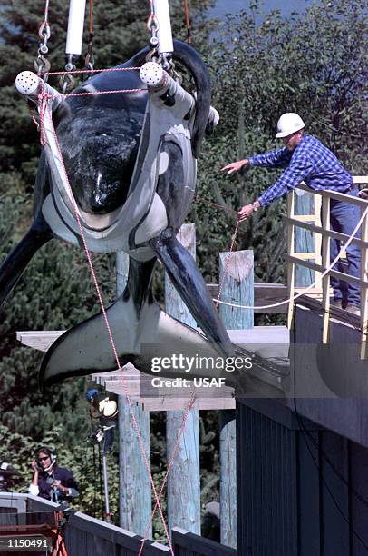 Keiko, the killer whale star of the "Free Willy" movie, is weighed as he is loaded into his specially made transport tank at the Oregon State...