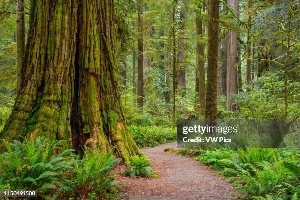 Trail through redwood trees in Simpson-Reed Grove, Jedediah Smith State Park, California.