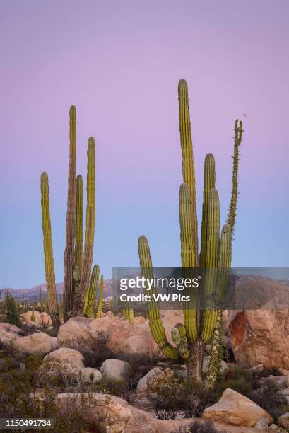 Cardon cactus and Boojum tree; Valle de los Cirios, Catavina Desert, Baja California, Mexico.